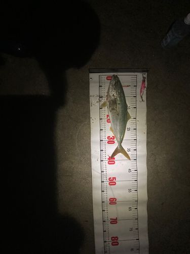 ショゴの釣果