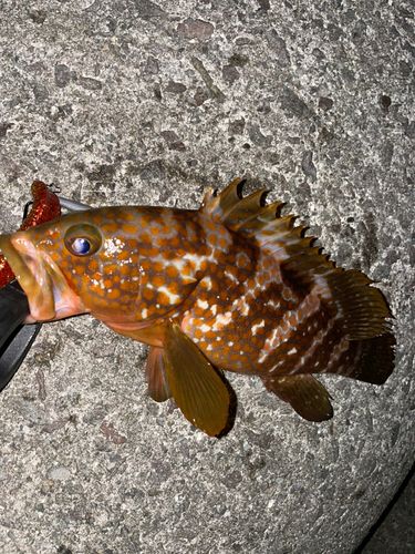 キジハタの釣果