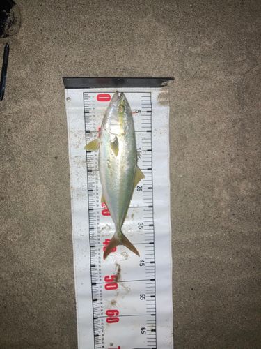 ショゴの釣果
