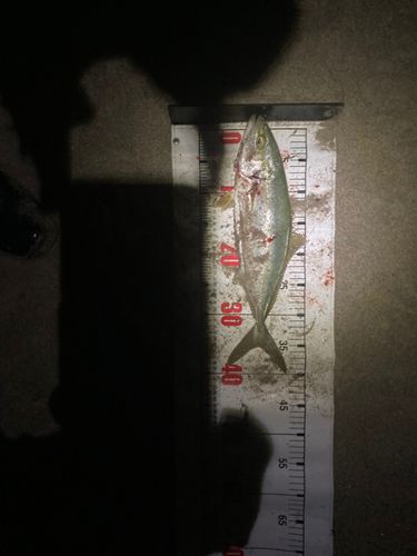 ショゴの釣果