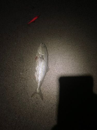 ショゴの釣果