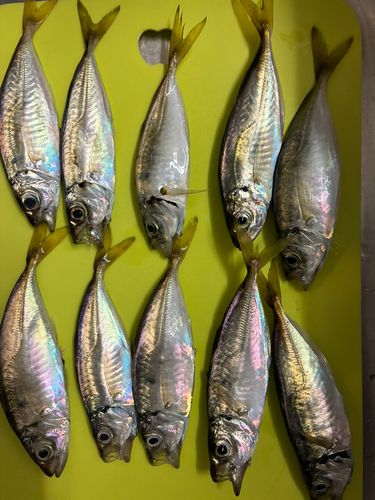 アジの釣果
