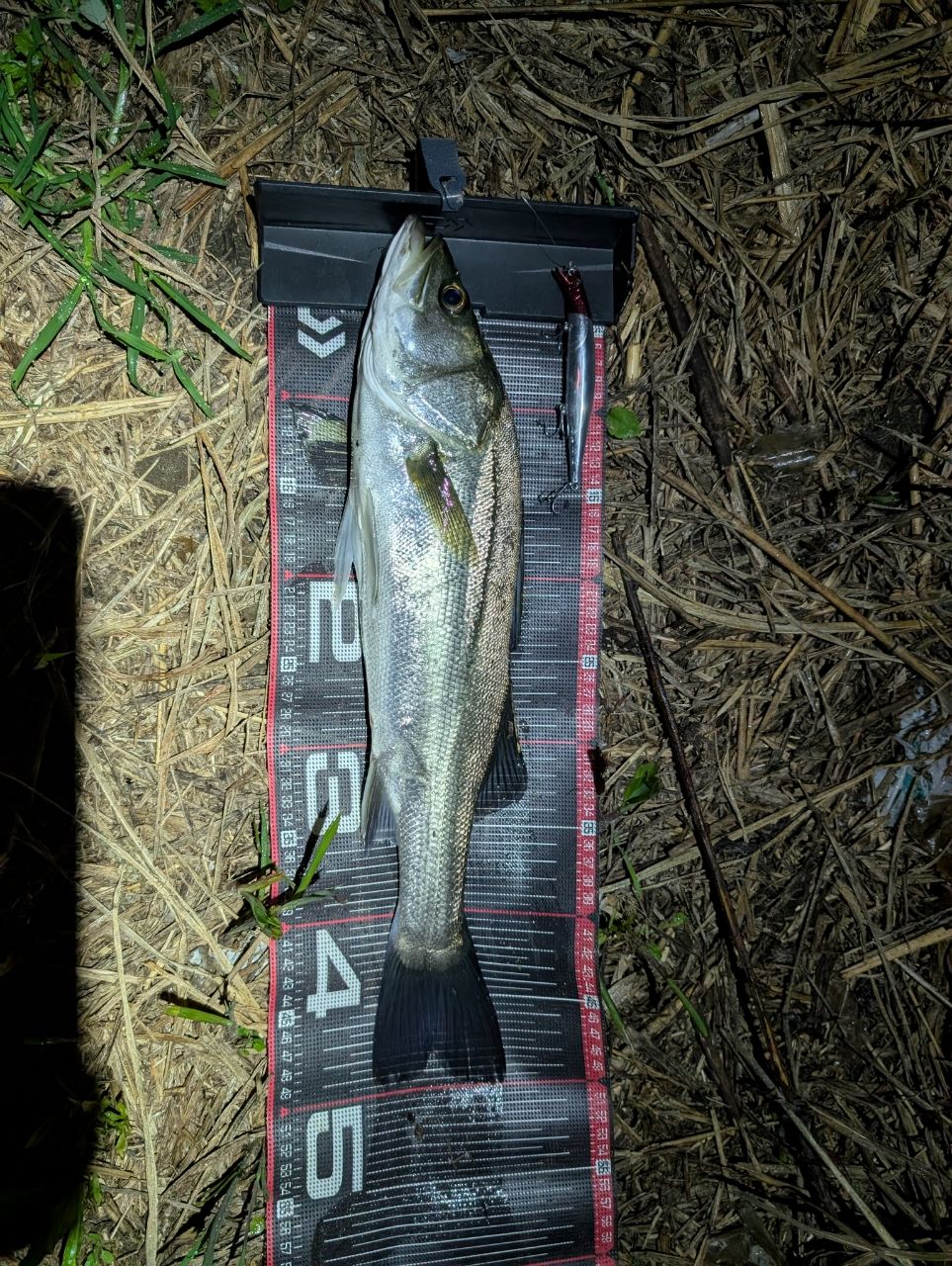 DAIWA 23エアリティ LT5000D-CXHの最安値・インプレ・釣果 | 本音の