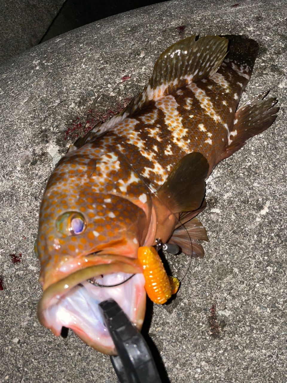 SHIMANO 23アンタレス DC MD XG RIGHTの最安値・インプレ・釣果 | 本音