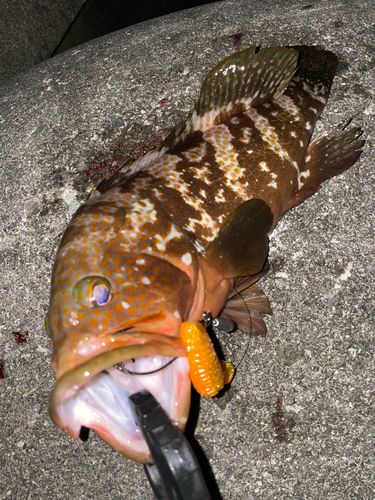 キジハタの釣果