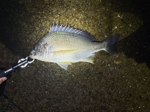 キビレの釣果