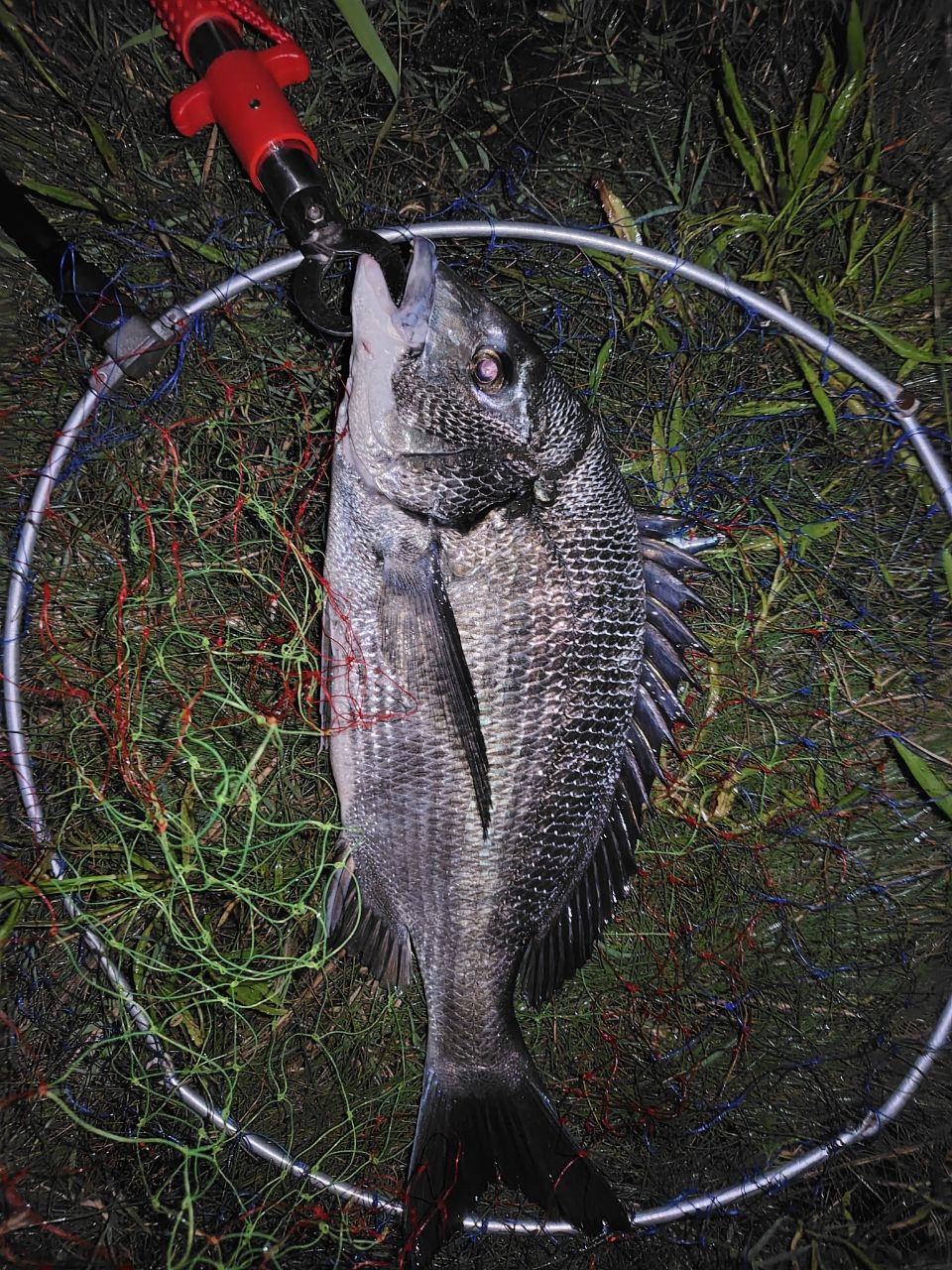 DAIWA 18ルアーニスト 96MLの最安値・インプレ・釣果 | 本音の口コミが