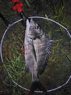 チヌの釣果