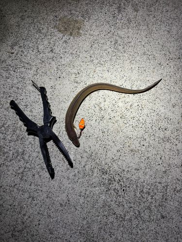 アナゴの釣果