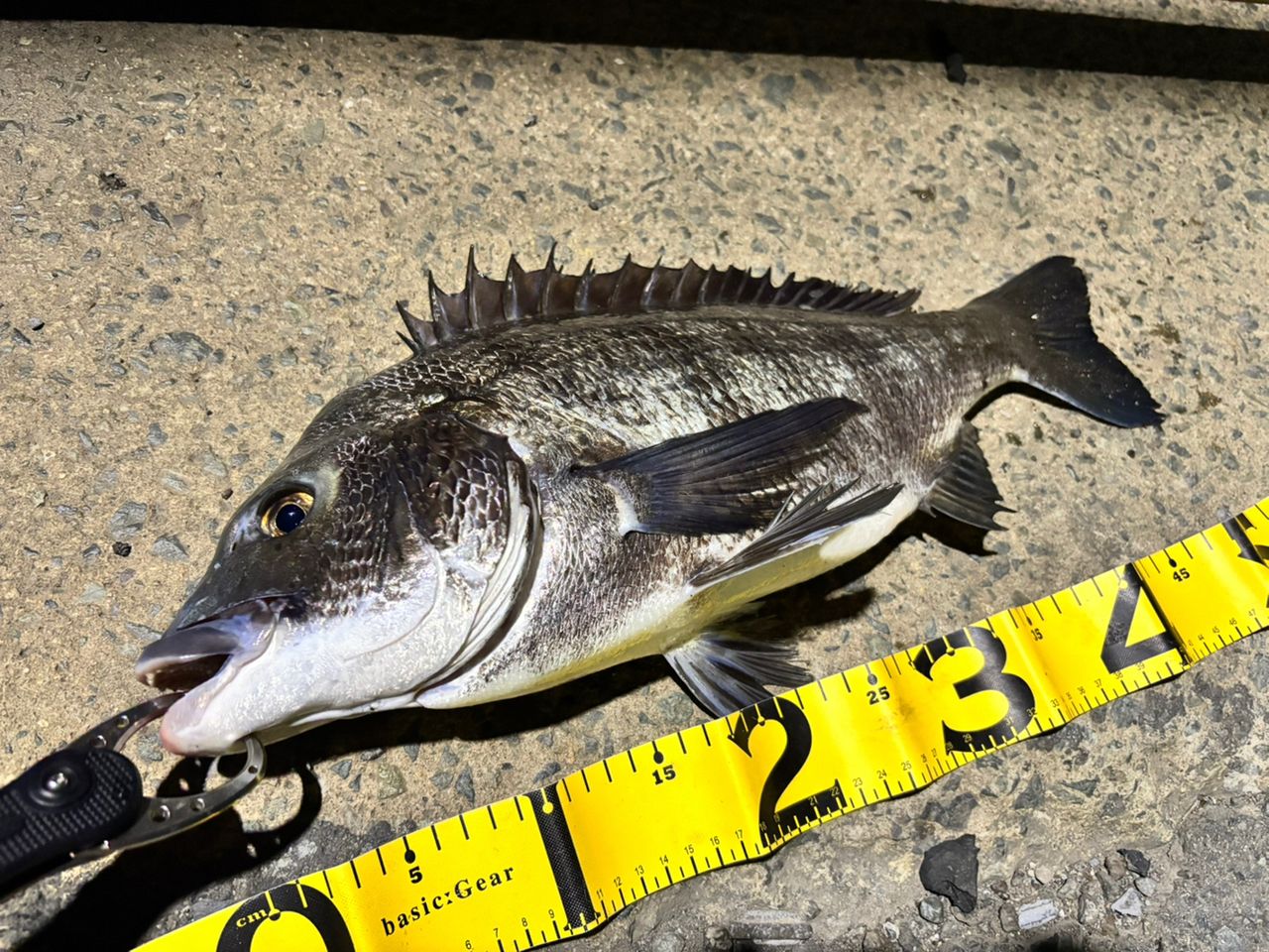 シーバスの釣果写真