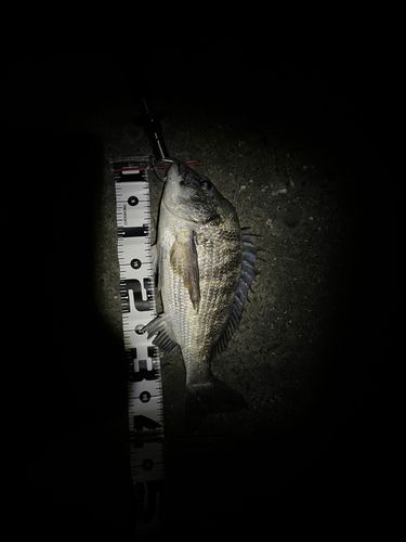 チヌの釣果