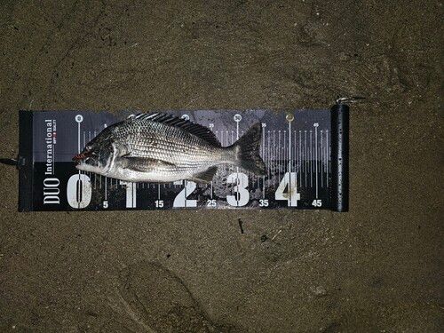 クロダイの釣果