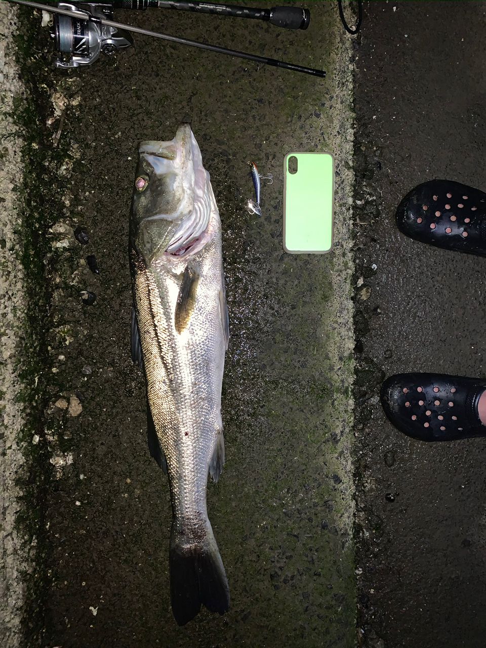 スズキの釣果写真