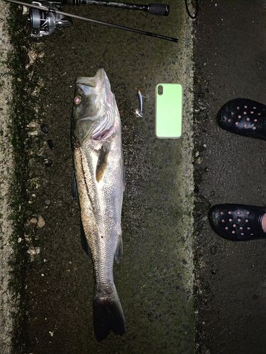 スズキの釣果