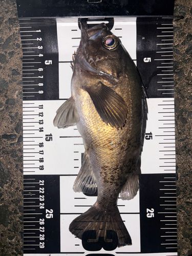 メバルの釣果