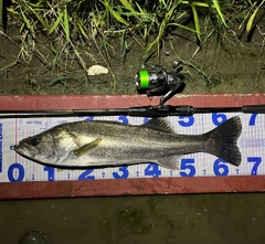 シーバスの釣果