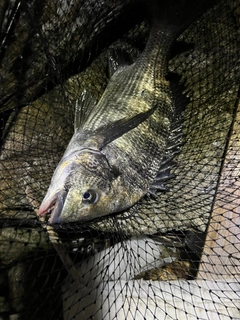 チヌの釣果