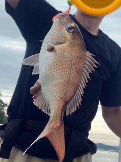 マダイの釣果
