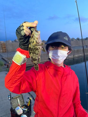 ハチガラの釣果