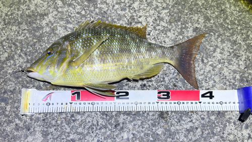 ハマフエフキの釣果