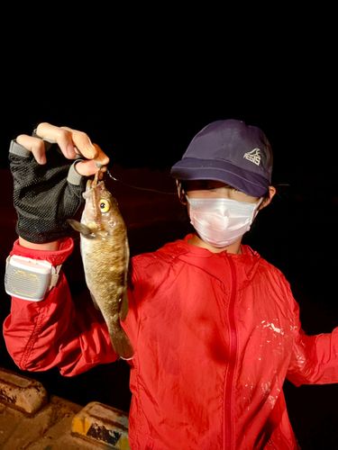 ハチガラの釣果