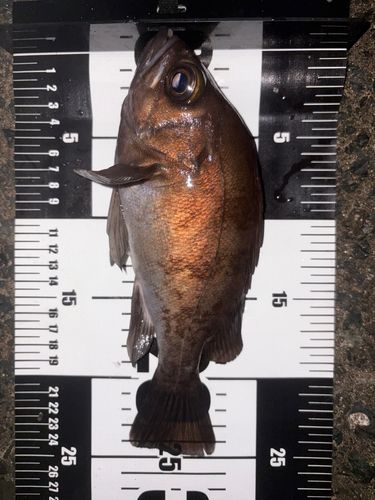 メバルの釣果