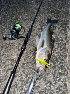 シーバスの釣果