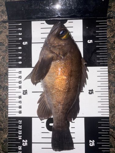 メバルの釣果