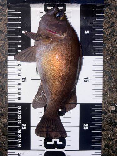 メバルの釣果