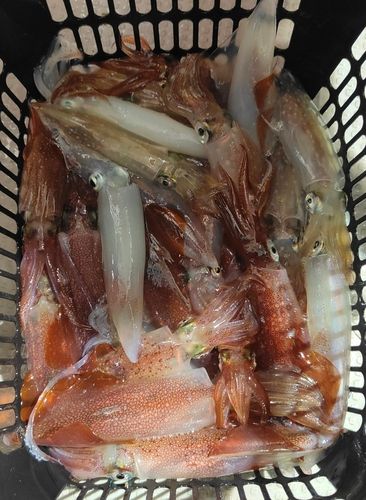ケンサキイカの釣果