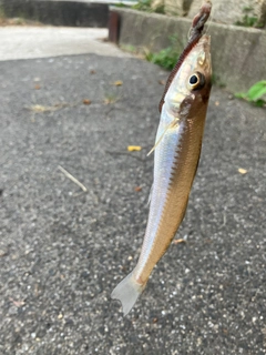 キスの釣果