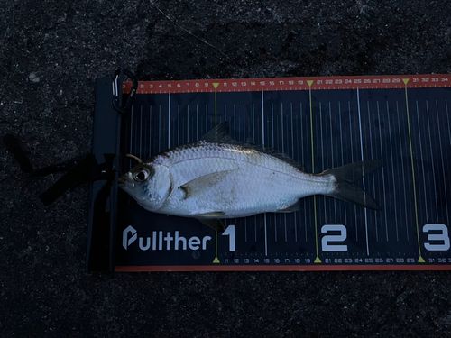 クロサギの釣果