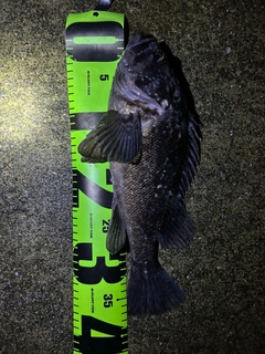 クロソイの釣果