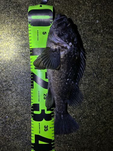 クロソイの釣果