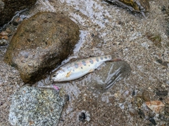 ヤマメの釣果
