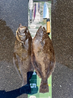 ヒラメの釣果