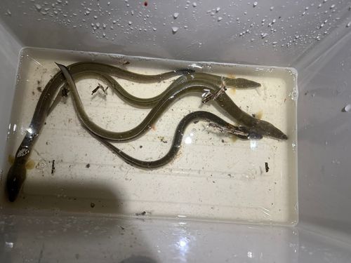 ウナギの釣果
