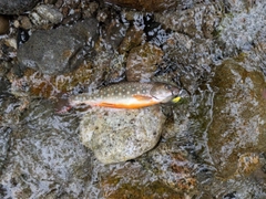エゾイワナの釣果