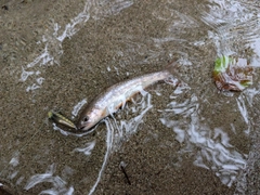 エゾイワナの釣果