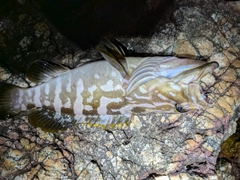 クエの釣果