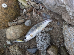 ヤマメの釣果