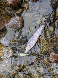 ヤマメの釣果