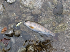 ヤマメの釣果