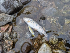 ヤマメの釣果