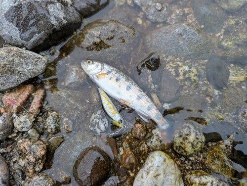 ヤマメの釣果