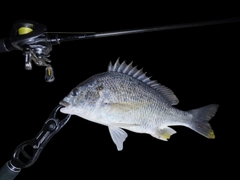 キビレの釣果