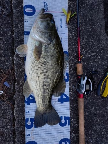 ブラックバスの釣果