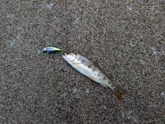 ヤマメの釣果