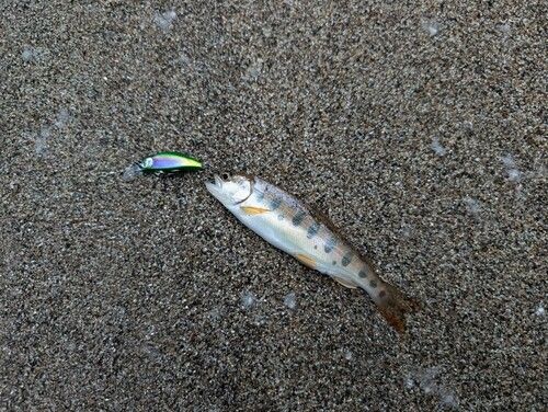 ヤマメの釣果