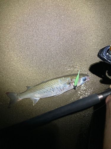 ボラの釣果